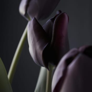 Black tulips. Paul Scherer tulip buds. Selection and tulip mania. Botany, floriculture, horticulture and landscape design. A symbol of memory of soldiers who died in Afghanistan and in other wars