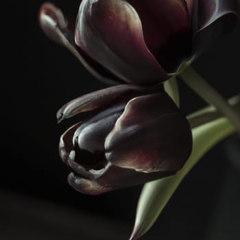 Black tulips. Paul Scherer tulip buds. Selection and tulip mania. Botany, floriculture, horticulture and landscape design. A symbol of memory of soldiers who died in Afghanistan and in other wars
