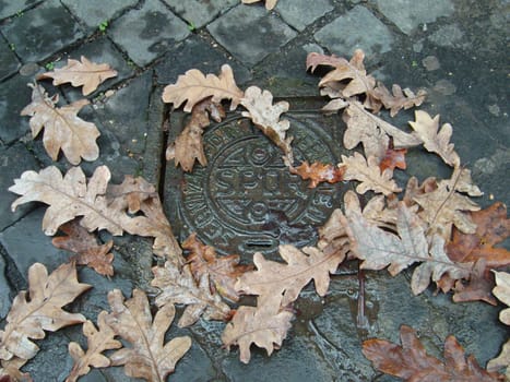 Iron manhole cover in Rome, Italy. The letters SPQR are a symbolic abbreviated phrase referring to the government of the ancient Roman republic. Autumn leaves fell on spqr.