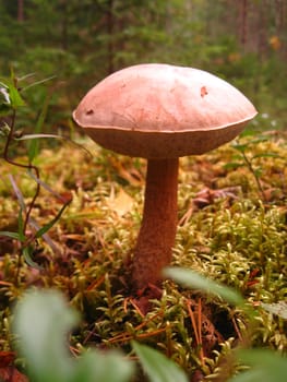 Edible forest mushroom. Beautiful, large, smooth boletus. Find in the forest. Good luck mushroomer. Mushroom with a red foot and pink-beige top. Product consumed by humans after heat treatment