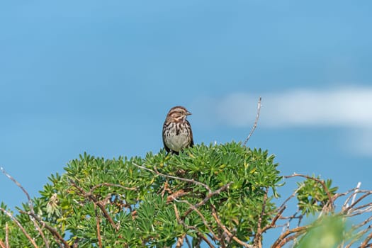 Song Sparrow Singing on a Coastal Bush in Point Reyes National Seashore in California