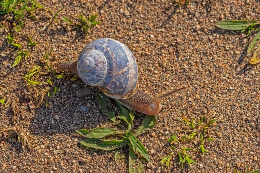 A Lone Snail Wandering the Trail in Point Reyes National Seashore in California