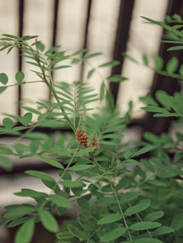 Nature background . Indigofera tinctoria, also called true indigo, is a species of plant from the bean family that was one of the original sources of indigo dye. Concept Nature dye