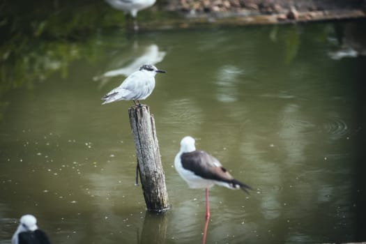 Birds in its natural dwelling