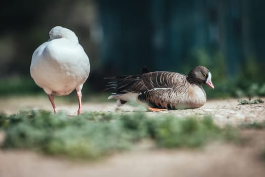 Birds in its natural dwelling