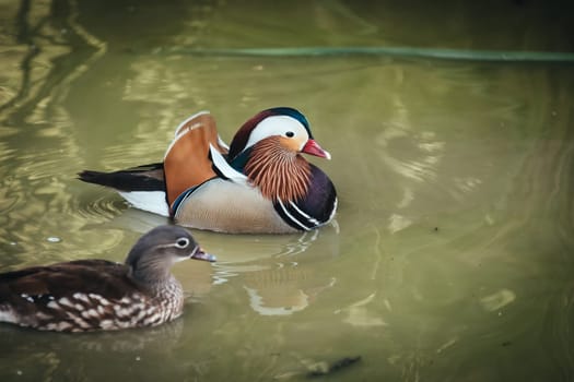 Birds in its natural dwelling