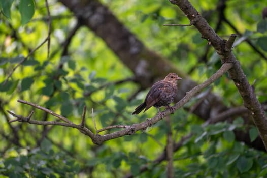 A female blackbird ( Turdus merula ) perches on a branch in a tree in the wild
