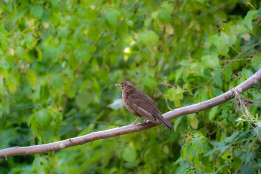 A female blackbird ( Turdus merula ) perches on a branch in the wild