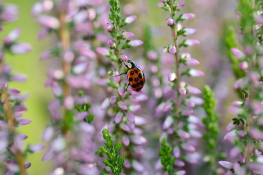 A red ladybird (Coccinellidae) on pink flowers of Heather