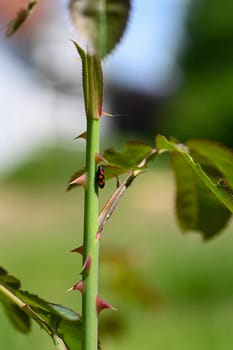 A leafhopper ( Cercopidae ) sits on a plant in the green nature