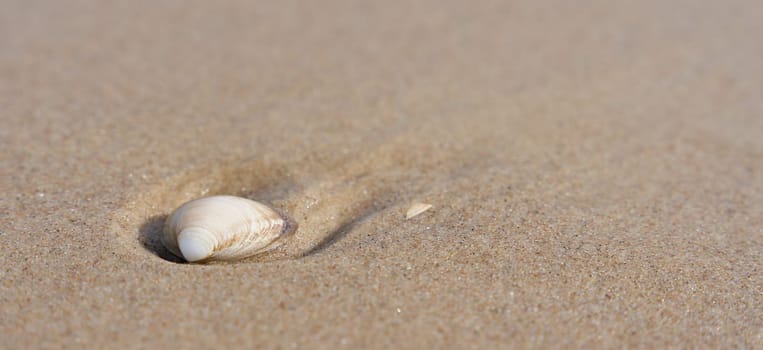 Shell in the sand on the beach of the Polish Baltic coast with place for text