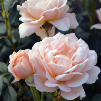 Lush terry pink roses close-up. Rose is a variety of wild rose. Rosa. Postcard, greeting card, product label with rose or rosehip scent