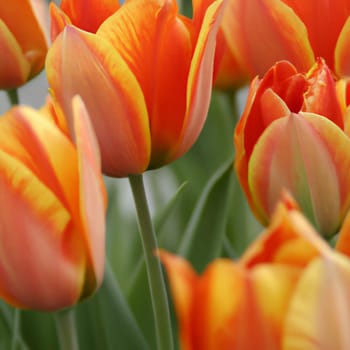 tulip Tulipa, bulbous herbs in the lily family Liliaceae. Tulips, garden flowers, cultivars and varieties have been developed. Flowers delicate red yellow. Beautiful buds. Landscaping, flowerbed