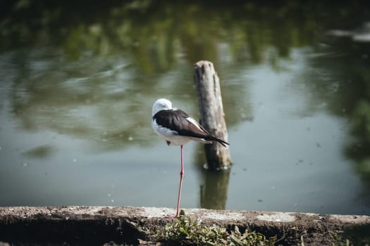Birds in its natural dwelling