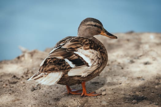 Birds in its natural dwelling