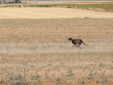 greyhound race fast dog domestic animal field hare hunting