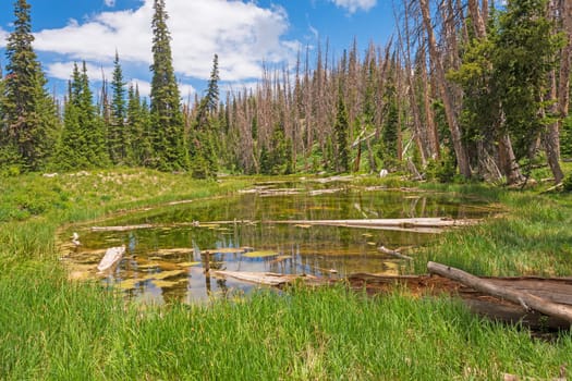 Tiny Pond in a Mountain Forest in Cedar Breaks National Monument in Utah