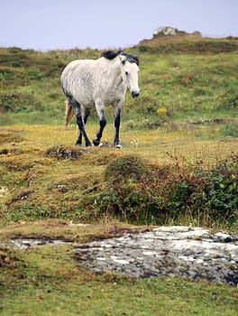 Free horse in the countryside of Inishmore, One of the Aran islands in Ireland