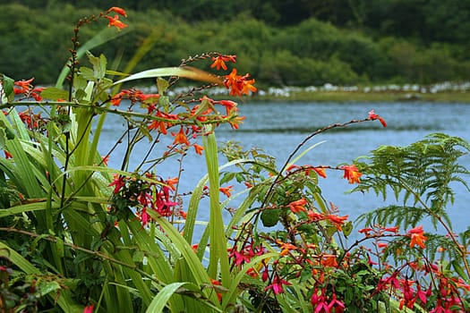Spontaneous flora of Connemara, Ireland