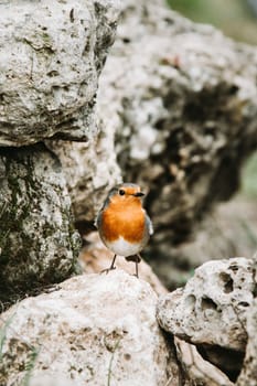 Red Robin (Erithacus rubecula) bird close up in the spring garden