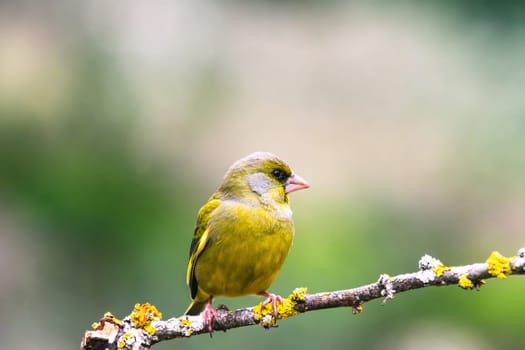 European Greenfinch-The European Greenfinch, or just Greenfinch (Carduelis chloris), is a small passerine bird in the finch family Fringillidae.