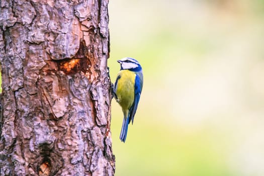 great tit (Parus major) in the autumn entourage. The great tit (Parus major) is a passerine bird in the tit family Paridae.