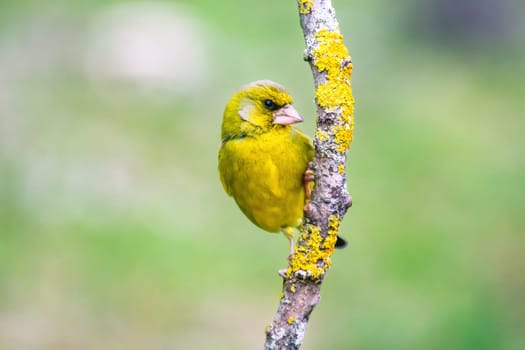 European Greenfinch-The European Greenfinch, or just Greenfinch (Carduelis chloris), is a small passerine bird in the finch family Fringillidae.