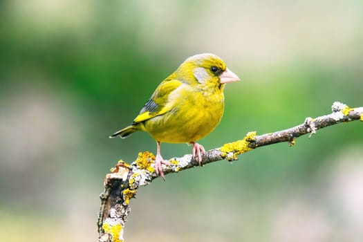 European Greenfinch-The European Greenfinch, or just Greenfinch (Carduelis chloris), is a small passerine bird in the finch family Fringillidae.