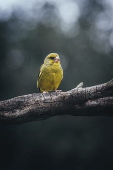 European Greenfinch-The European Greenfinch, or just Greenfinch (Carduelis chloris), is a small passerine bird in the finch family Fringillidae.