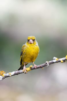 European Greenfinch-The European Greenfinch, or just Greenfinch (Carduelis chloris), is a small passerine bird in the finch family Fringillidae.