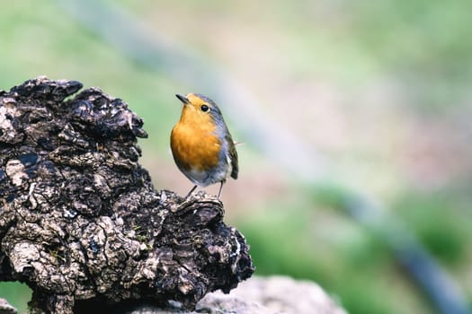 Red Robin (Erithacus rubecula) bird close up in the spring garden