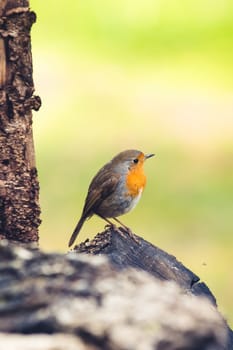 Red Robin (Erithacus rubecula) bird close up in the spring garden