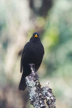 Close up portrait of male turdus merula