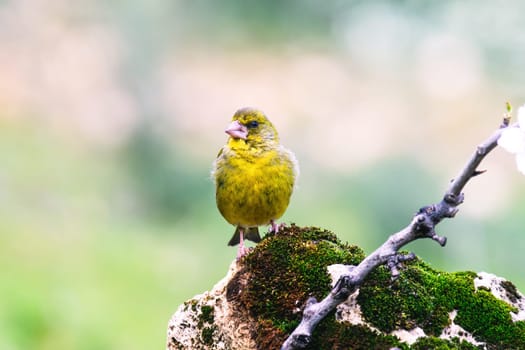 European Greenfinch-The European Greenfinch, or just Greenfinch (Carduelis chloris), is a small passerine bird in the finch family Fringillidae.