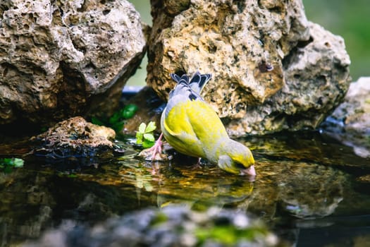 European Greenfinch-The European Greenfinch, or just Greenfinch (Carduelis chloris), is a small passerine bird in the finch family Fringillidae.