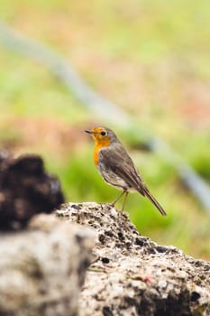 Red Robin (Erithacus rubecula) bird close up in the spring garden