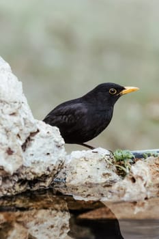 Close up portrait of male turdus merula