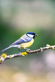great tit (Parus major) in the autumn entourage. The great tit (Parus major) is a passerine bird in the tit family Paridae.