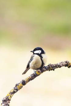 great tit (Parus major) in the autumn entourage. The great tit (Parus major) is a passerine bird in the tit family Paridae.