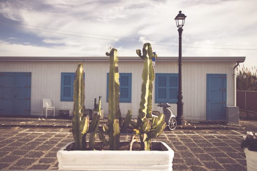 Blue door with cactus and the traditional white walls in the Procida Island, Italy