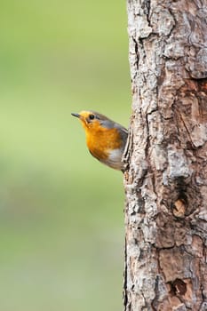 Red Robin (Erithacus rubecula) bird close up in the spring garden