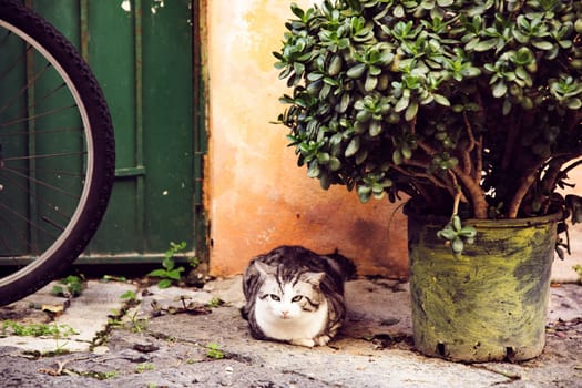 Procida, the island of cats.