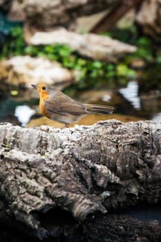 Red Robin (Erithacus rubecula) bird close up in the spring garden