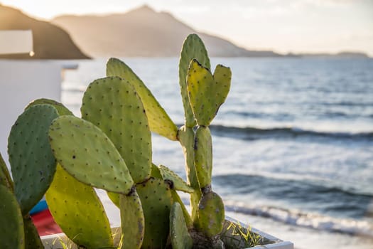 Green cactus and blue beach on the sunset.