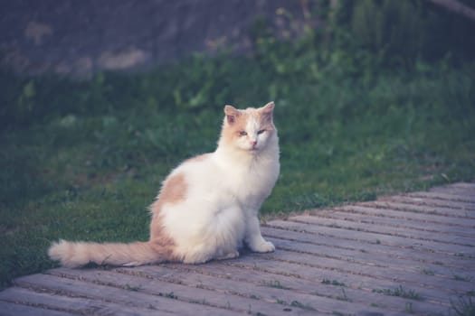 Procida, the island of cats.
