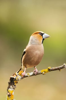 Wild bird hawfinch (Coccothraustes Coccothraustes) sitting on mossy tree stump. Wildlife scenery
