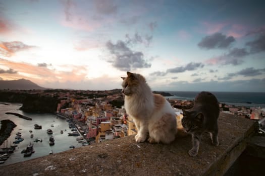Procida, the island of cats.