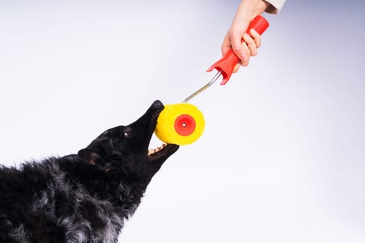 Man painting his dog doing renovation work in room. Good relationship between dog and his owner