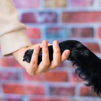 Man holds the dog's paw with love feeding mudi dog. On brick background