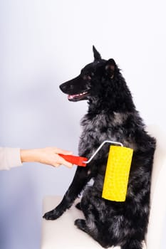 Man painting his dog doing renovation work in room. Good relationship between dog and his owner